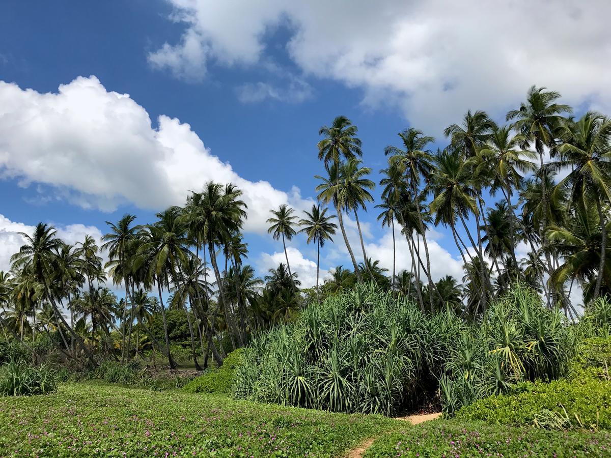 Green Parrot Beach Resort Tangalle Exterior foto